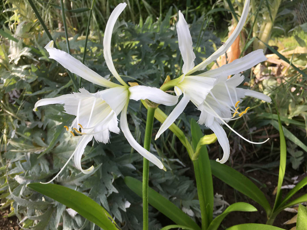 Hymenocallis x festalis